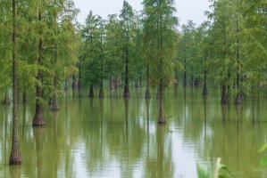 Tisovce vystoupavé (Taxodium ascendens) – Tao Jiang / Shutterstock