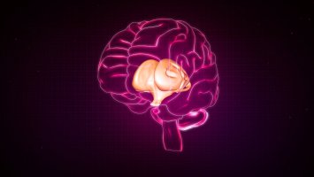 Lidský mozek s vyznačeným mezimozkem, 3D ilustrace – sciencepics / Shutterstock