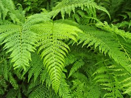 Hasivka orličí (Pteridium aquilinum) – Irina Borsuchenko / Shutterstock