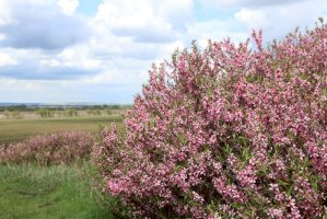 Mandloň nízká (Prunus tenella) – photowind/Shutterstock