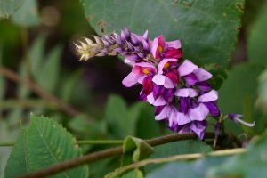 Pueraria lobata – High Mountain / Shutterstock