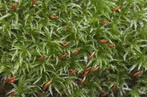 Bezvláska vlnatá (Atrichum undulatum) – Alexander62 / Shutterstock