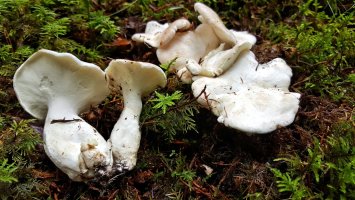 Krásnopórka mlynářka (Schizophyllum commune) – Tauch Songsakul / Shutterstock