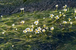 Příklad rheofytní rostliny, lakušník vzplývavý (Batrachium fluitans) – Vladimir Prokop / Shutterstock