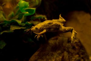 Drápatka vodní (Xenopus laevis) – Podolnaya Elena / Shutterstock
