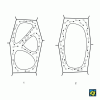 Pohyb protoplazmy – CoJeCo.cz (CC BY-SA 4.0)