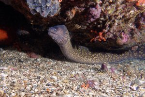 Muréna obecná (Muraena helena) z řádu holobřichých – LABETAA Andre / Shutterstock