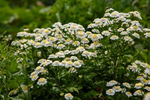 Kopretina řimbaba (Chrysanthemum parthenium) – Flower_Garden / Shutterstock