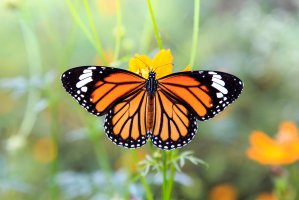 Motýl monarcha stěhovavý (Danaus plexippus) z podtřídy křídlatí – CHAINFOTO24 / Shutterstock