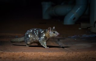 Kunovec severní (Dasyurus hallucatus) – Adam Brice / Shutterstock