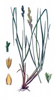 Trojzubec poléhavý (Danthonia decumbens) – Profimedia.CZ