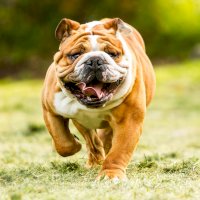 Anglický buldok – Ammit Jack/Shutterstock