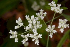 Tořice rolní (Torilis arvensis) – Cathleen Wake Gorbatenko/Shutterstock
