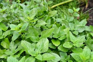 Meduňka lékařská (Melissa officinalis) – Aggata/Shutterstock