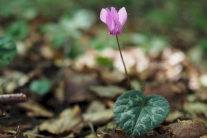 Brambořík nachový (Cyclamen purpurascens) – Robert Mertl/Shutterstock