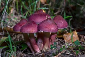 Šafránka červenožlutá (Tricholomopsis rutilans) – Miklos Greczi / Shutterstock