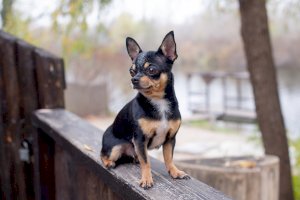 Čivava, krátkosrstá varianta – Lesia Kapinosova/Shutterstock