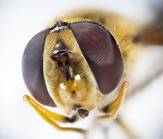 Včela medonosná (Apis melifora), detail očí včely – Kozak / Shutterstock