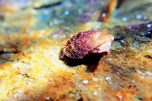 Hřebenatka svatojakubská (Pecten jacobaeus) – Vojce / Shutterstock