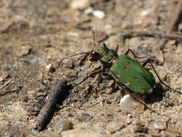 Svižník polní (Cicindella campestris) – Buquet Christophe / Shutterstock