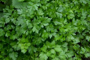 Petržel obecná (Petroselinum crispum) – Bubushonok/Shutterstock