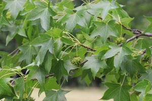 Ambroň západní (Liquidambar styraciflua), detail větve s listy a plody – Antoniya Kadiys / Shutterstock