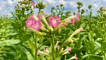 Kvetoucí rostliny tabáku virginského (Nicotiana tabcum) na tabákové plantáži –nnattalli / Shutterstock