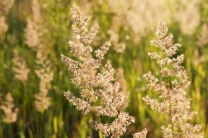 Medyněk vlnatý (Holcus lanatus) – mizy/Shutterstock