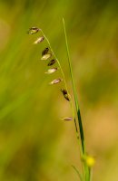 Strdivka nící (Melica nutans) – Petr Ganaj/Shutterstock