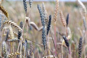 Cladosporium – Tomasz Klejdysz / Shutterstock