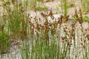 Sítina rozkladitá (Juncus effusus) z řádu sítinotvarých, čeledi sítinovitých – olko1975 / Shutterstock