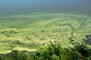 Sinice – palickam / Shutterstock