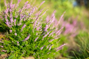 Vřes obecný – Ihor Hvozdetskyi/Shutterstock