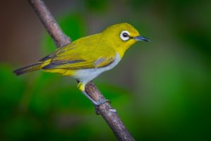 Kruhoočko pruhoprsé (Zosterops palpebrosus) – kajornyot wildlife photography / Shutterstock