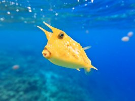 Havýš rohatý (Lactoria cornuta) – Khoroshunova Olga / Shutterstock
