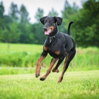 Dobrman – Rita_Kochmarjova/Shutterstock