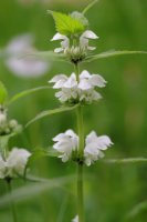 Hluchavka bílá (Lamium album) z čeledi hluchavkovité (dříve labiatae) – Ole Schoener / Shutterstock
