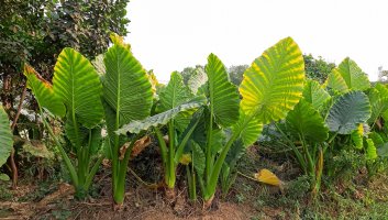 Alocasia macrorrhiza se pěstuje a využívá jako zdravá zelenina – Zabed Alam / Shutterstock
