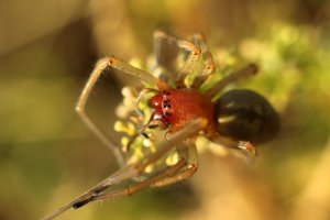 Zápřednice jedovatá (Cheiracanthium punctorium), samice – Krzysztof Kalemba / Shutterstock