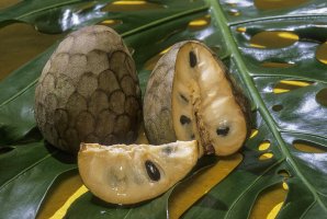 Čerimoja (Annona cherimolia), plody – COULANGES / Shutterstock