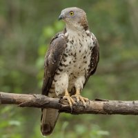 Včelojed lesní – Galabin Vasilev Asenov / Shutterstock