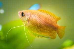Čichavec medový (Trichogaster chuna) – Przemek Iciak / Shutterstock