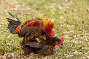 Páření neboli pojímání kohouta a slepice kura domácího – Ali _Cobanoglu / Shutterstock
