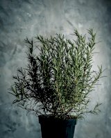 Rozmarýna lékařská – Photo by Vincent Foret on Unsplash