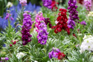 Fiala šedá (Matthiola incana) – Debora Truax/Shutterstock