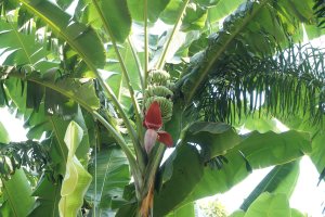 Banánovník Dwarf (Musa acuminata) – Vipul1989 / Shutterstock
