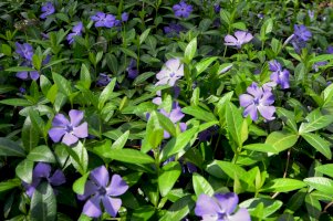 Brčál menší (Vinca minor) – Anton Zhuk/Shutterstock