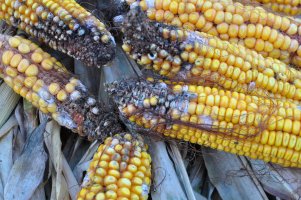 Fusarium – Orest lyzhechka / Shutterstock