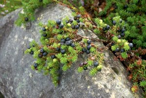 Šicha černá (Empetrum nigrum) – alvant/Shutterstock