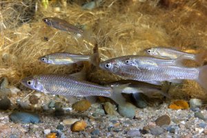 Střevlička východní (Pseudorasbora parva) – Rostislav Stefanek / Shutterstock